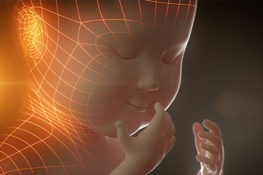 4 Boyutlu Renkli Ultrason